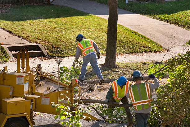 How Our Tree Care Process Works  in  Granger, IN